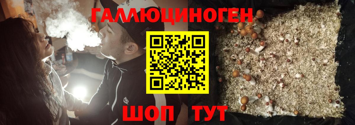 Галлюциногенные грибы Psilocybe Нарьян-Мар